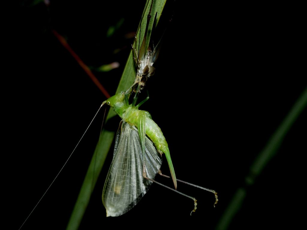 da identificare... Tettigoniidae?... no, neanide di Phaneroptera cfr. nana